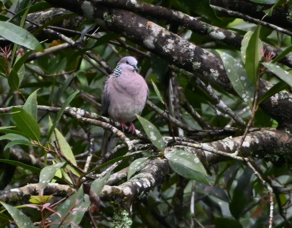 Spotted Dove - ML642699630