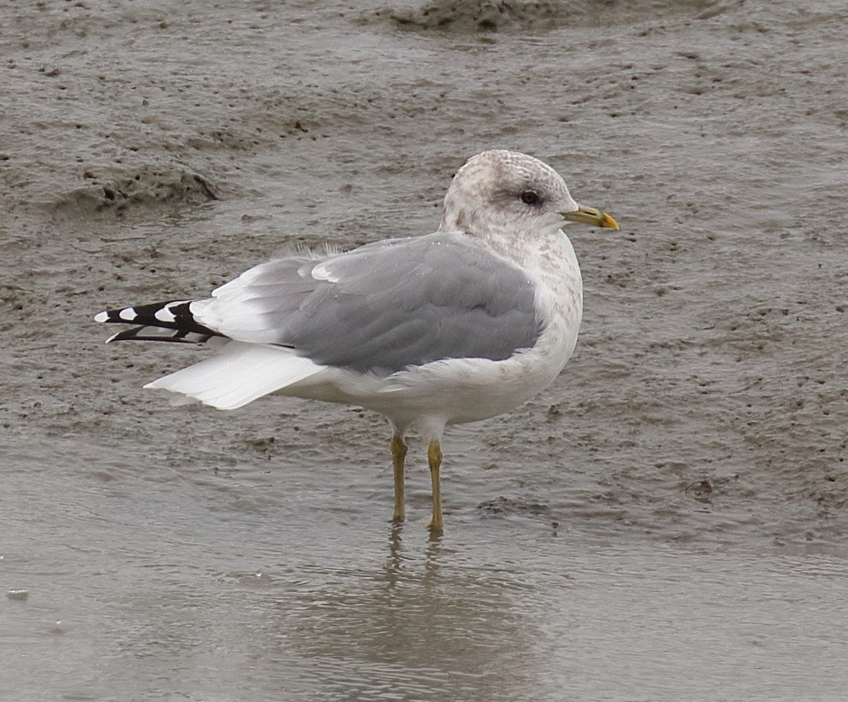 Short-billed Gull - ML642699631