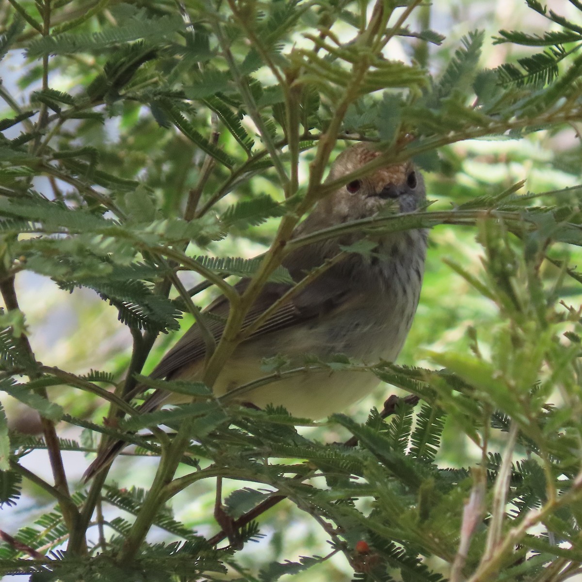 Brown Thornbill - ML642699632