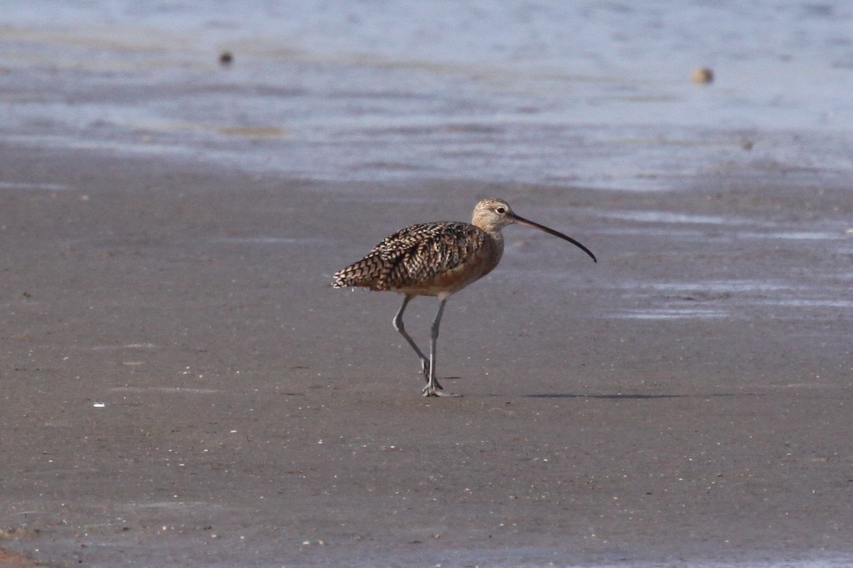Long-billed Curlew - ML642699633