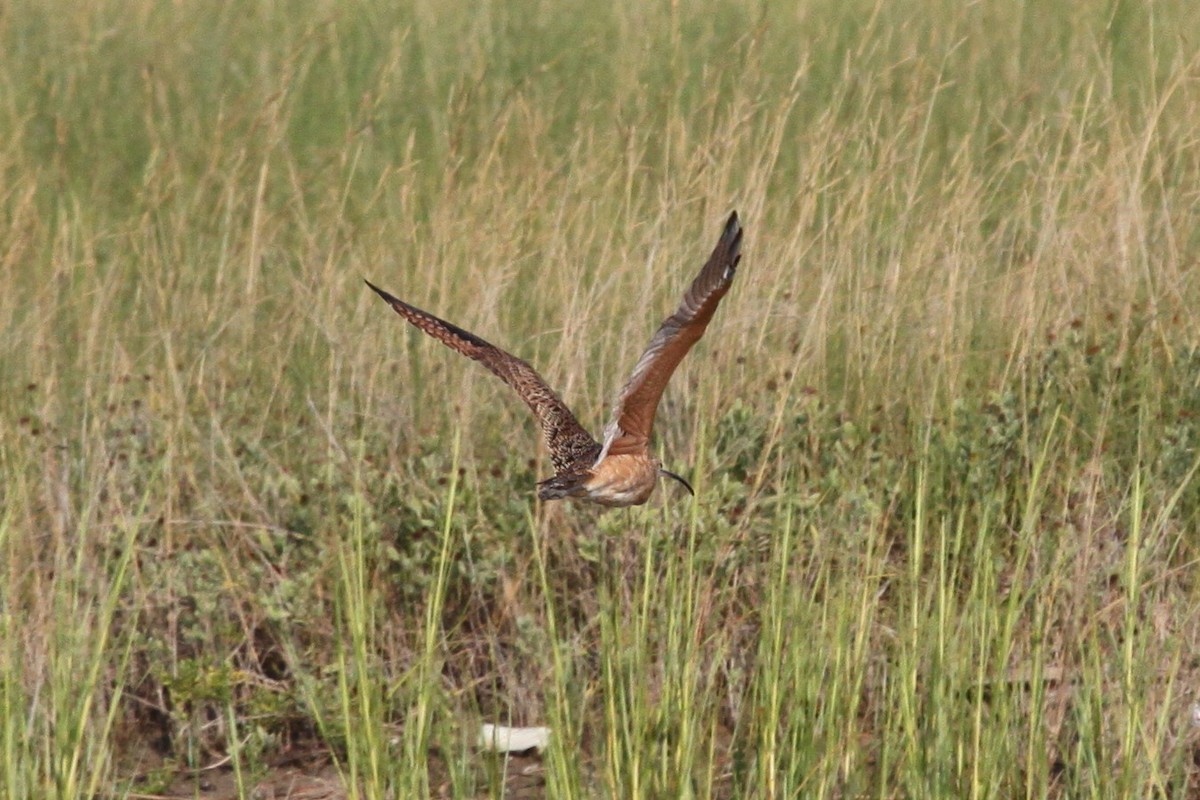 Long-billed Curlew - ML642699634