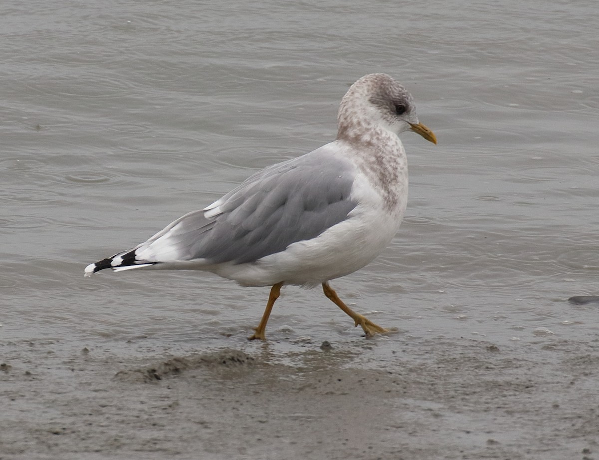 Short-billed Gull - ML642699635