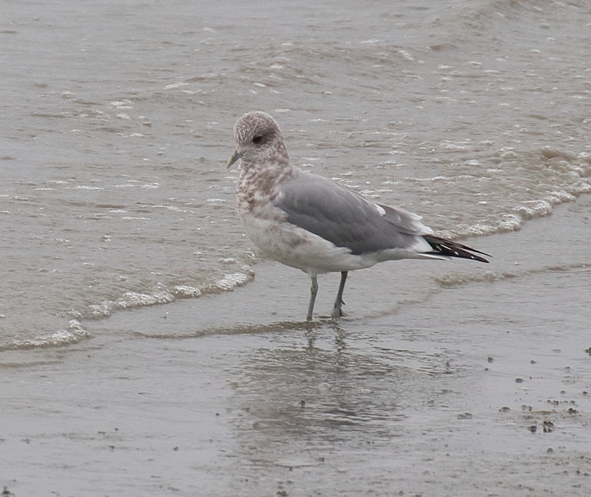 Short-billed Gull - ML642699638