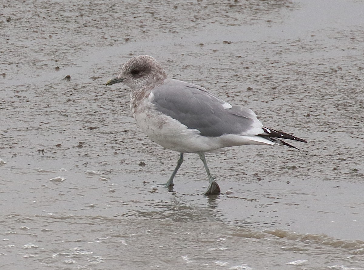 Short-billed Gull - ML642699643