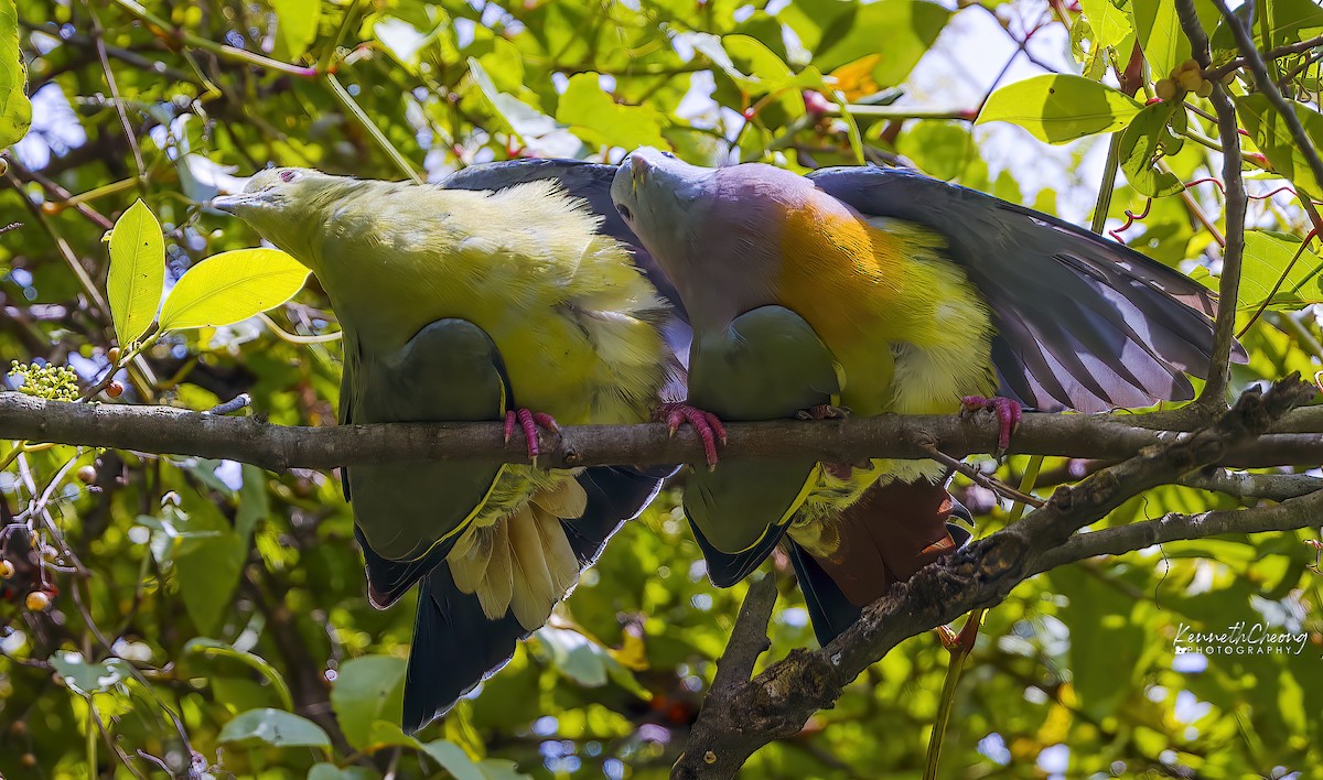 Pink-necked Green-Pigeon - ML642699644