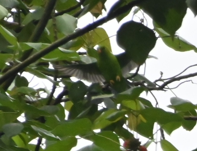 Vernal Hanging-Parrot - ML642699646