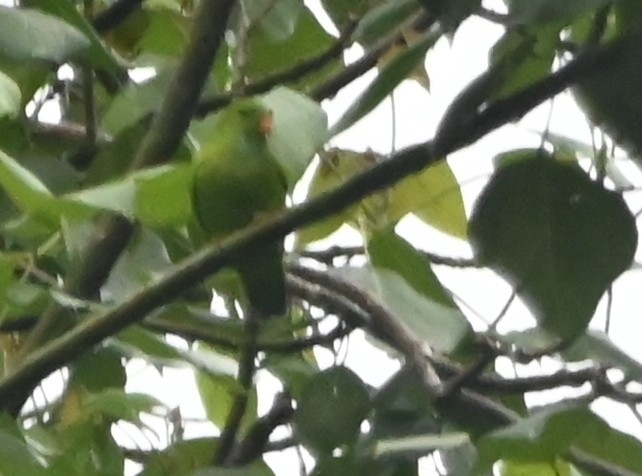 Vernal Hanging-Parrot - ML642699647