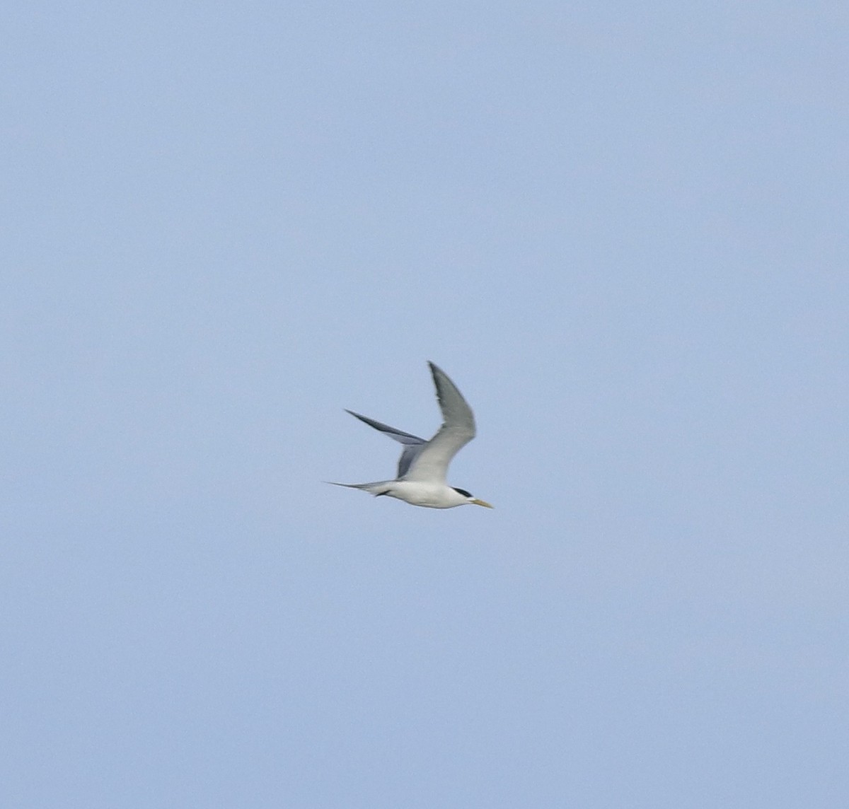 鳳頭燕鷗 - ML642699653