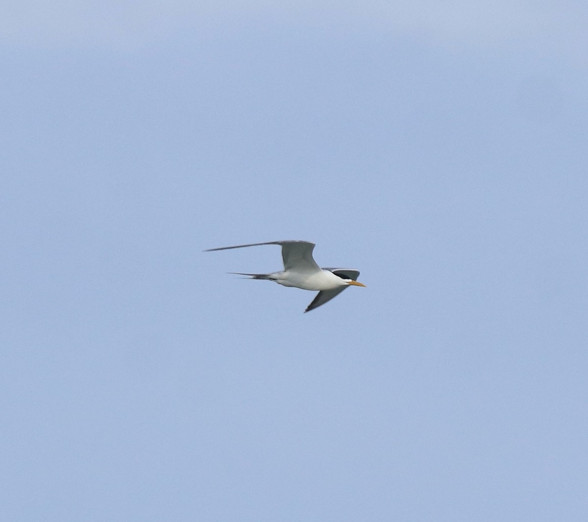 鳳頭燕鷗 - ML642699655