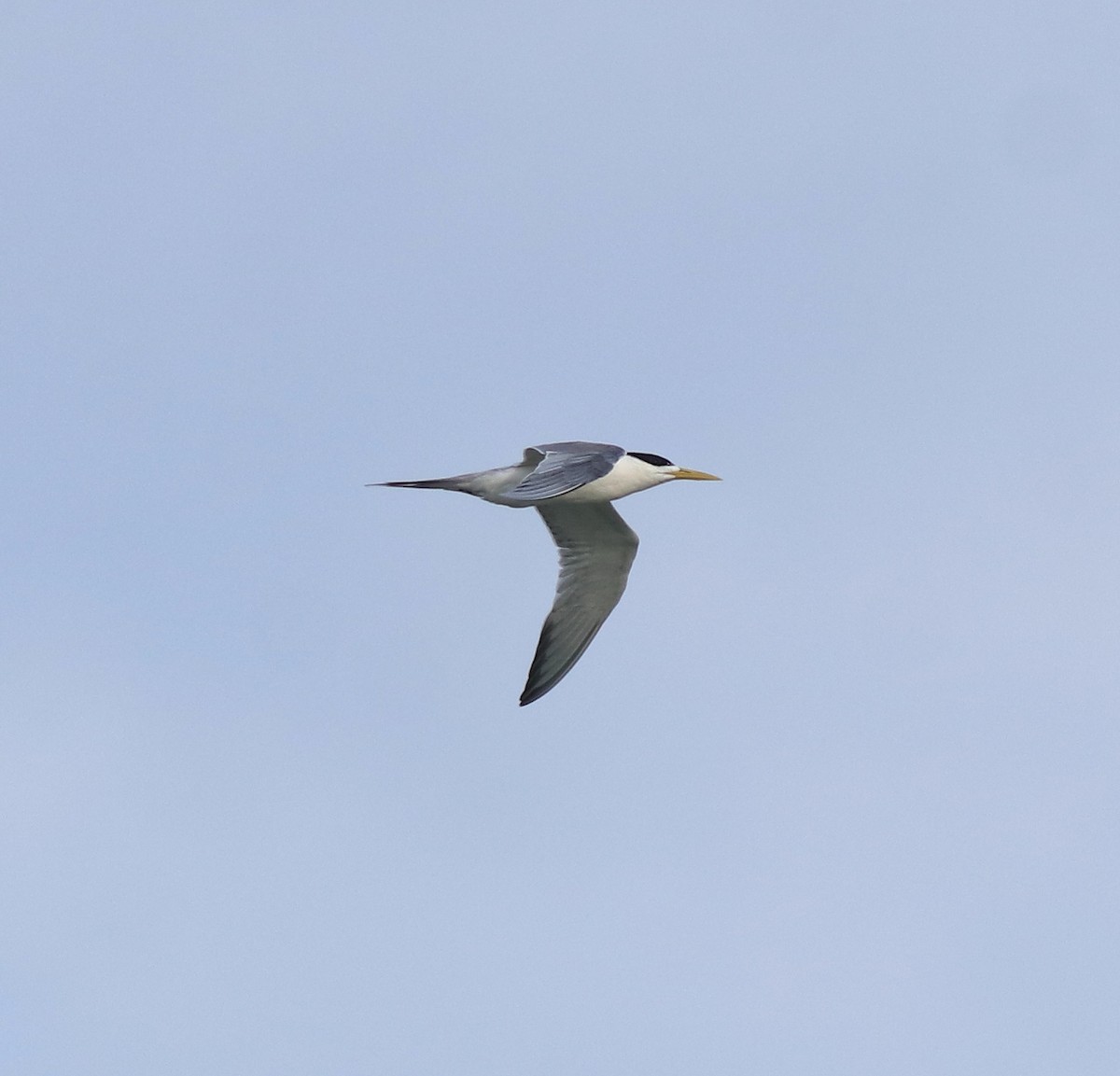 鳳頭燕鷗 - ML642699658