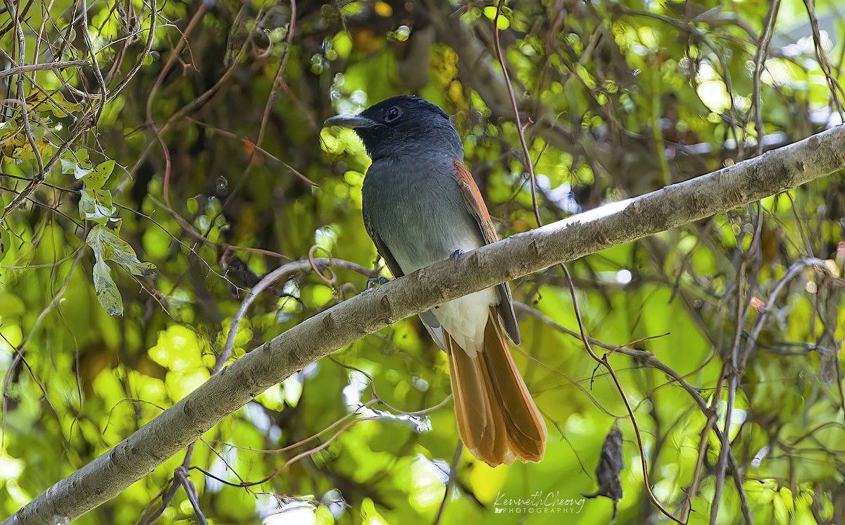 Amur Paradise-Flycatcher - ML642699673
