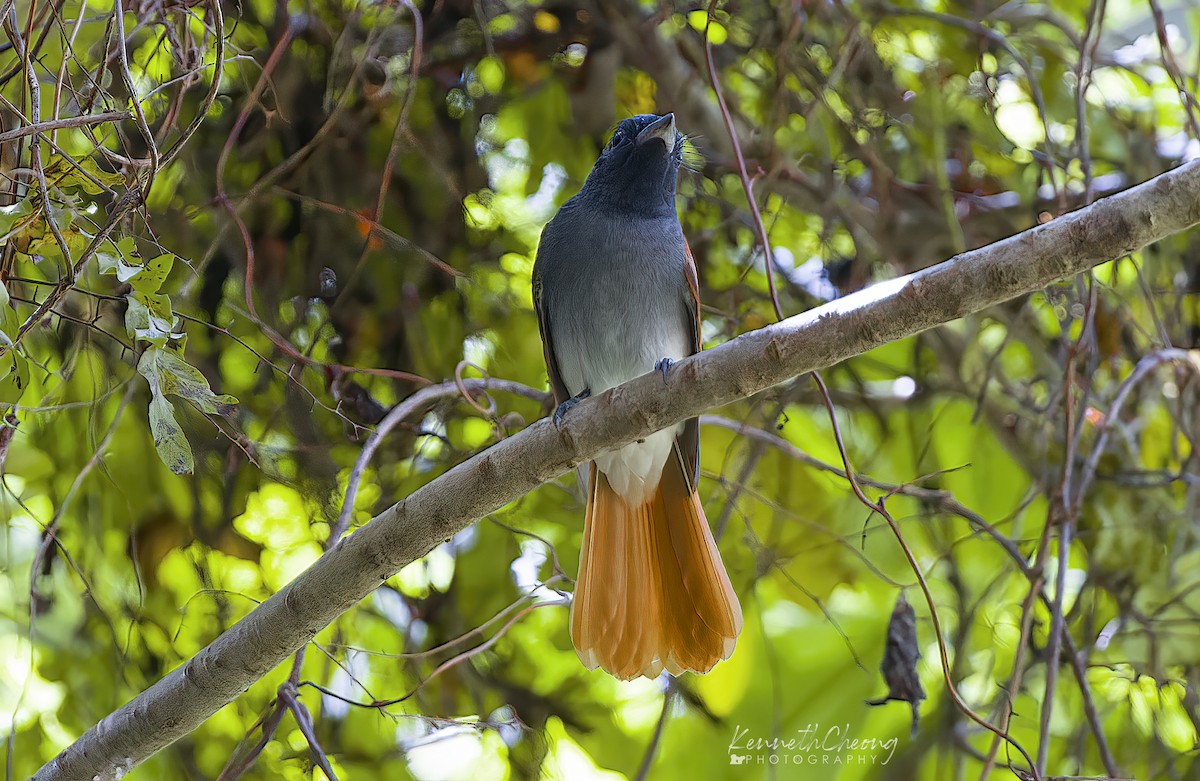 Amur Paradise-Flycatcher - ML642699674