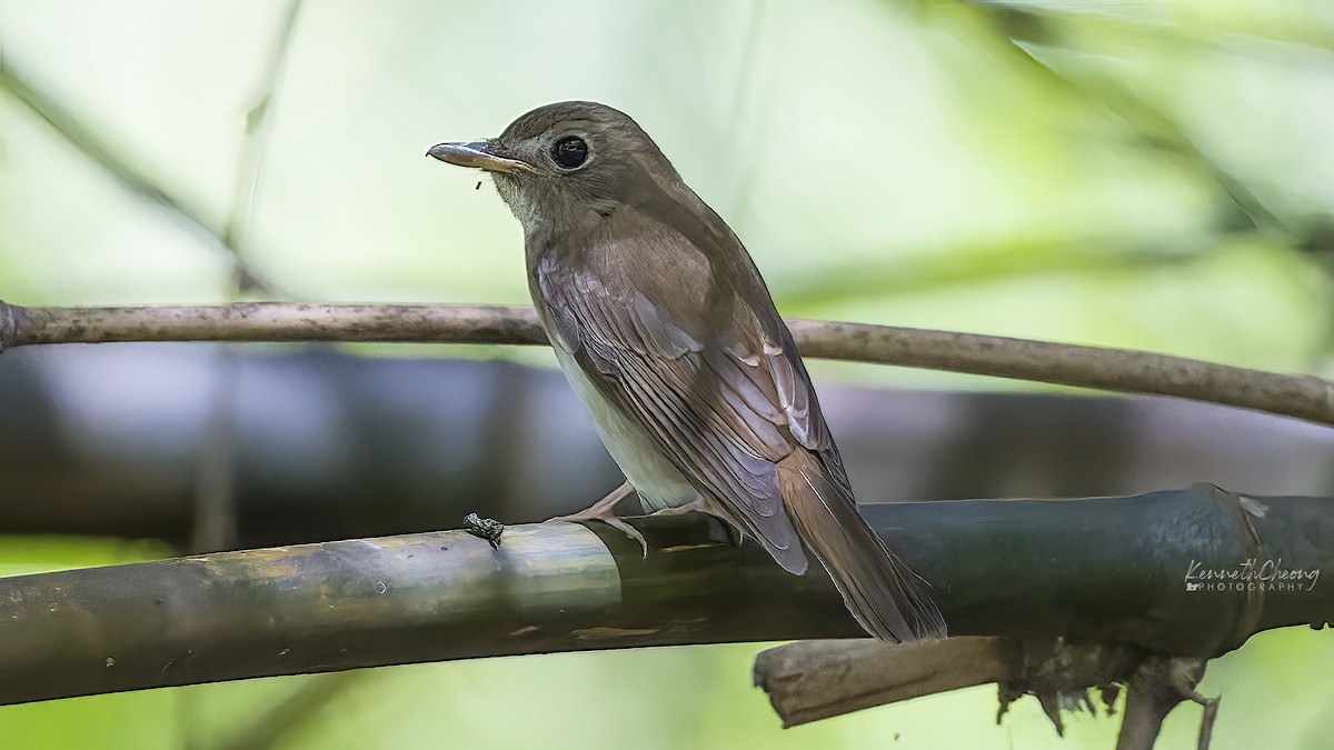 Brown-chested Jungle Flycatcher - ML642699676