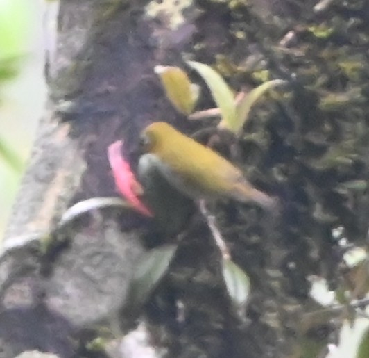 Indian White-eye - ML642699677