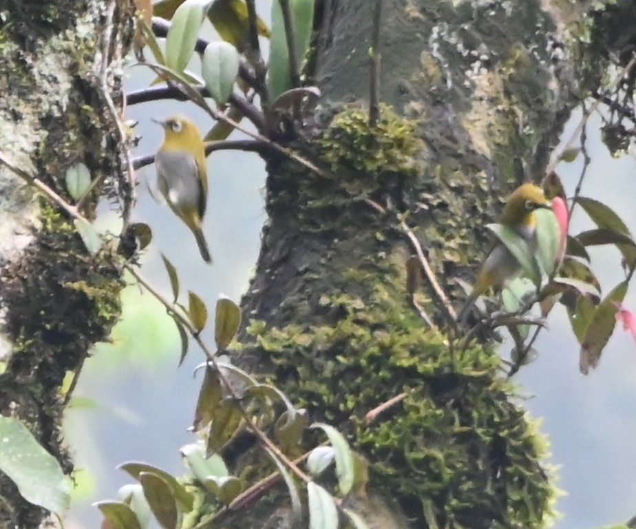 Indian White-eye - ML642699678