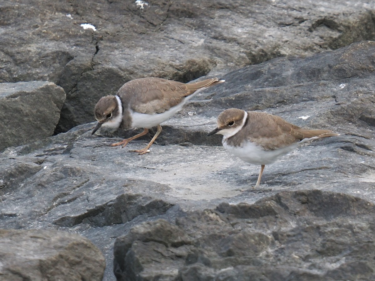 Long-billed Plover - ML642699681