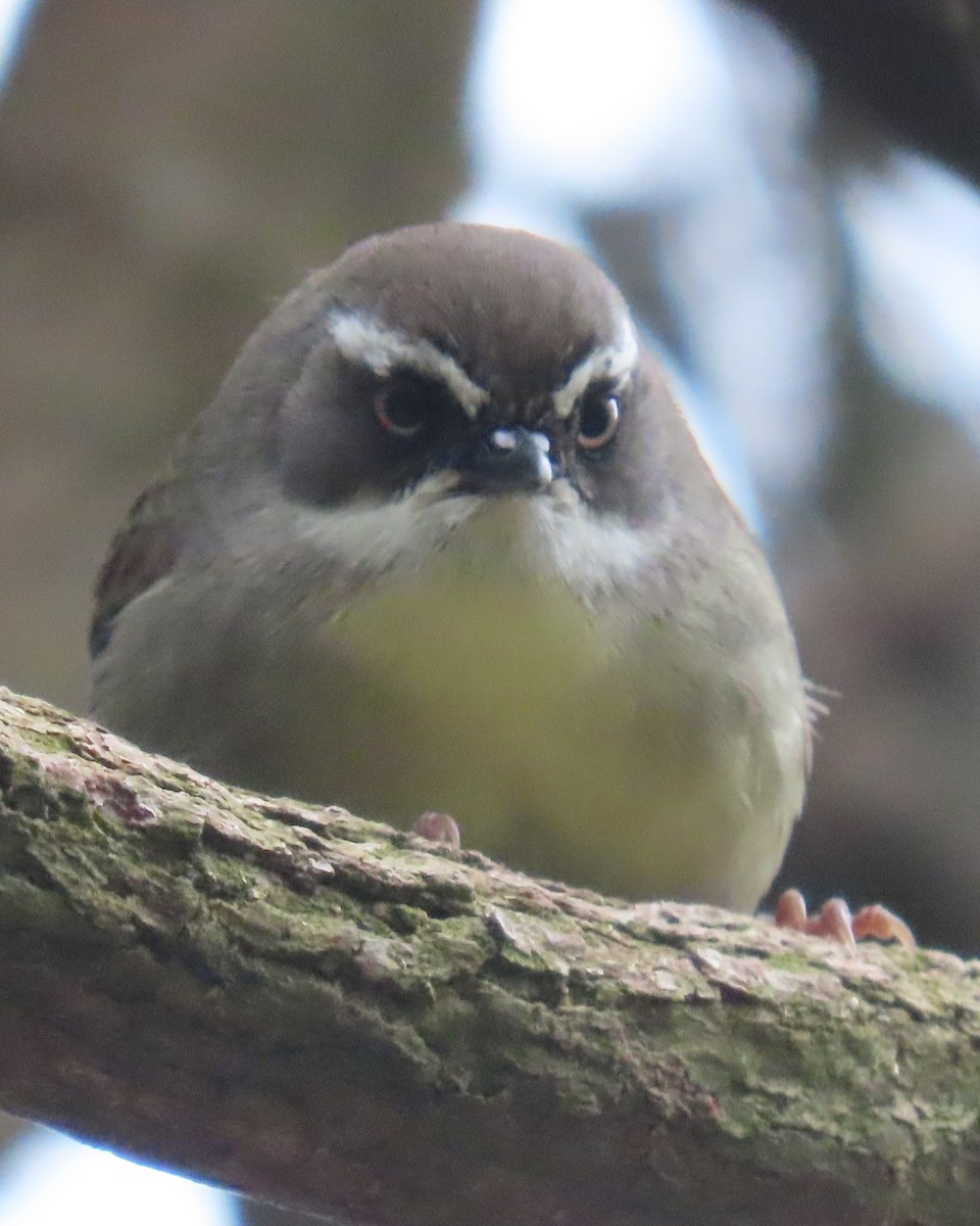 White-browed Scrubwren - ML642699684