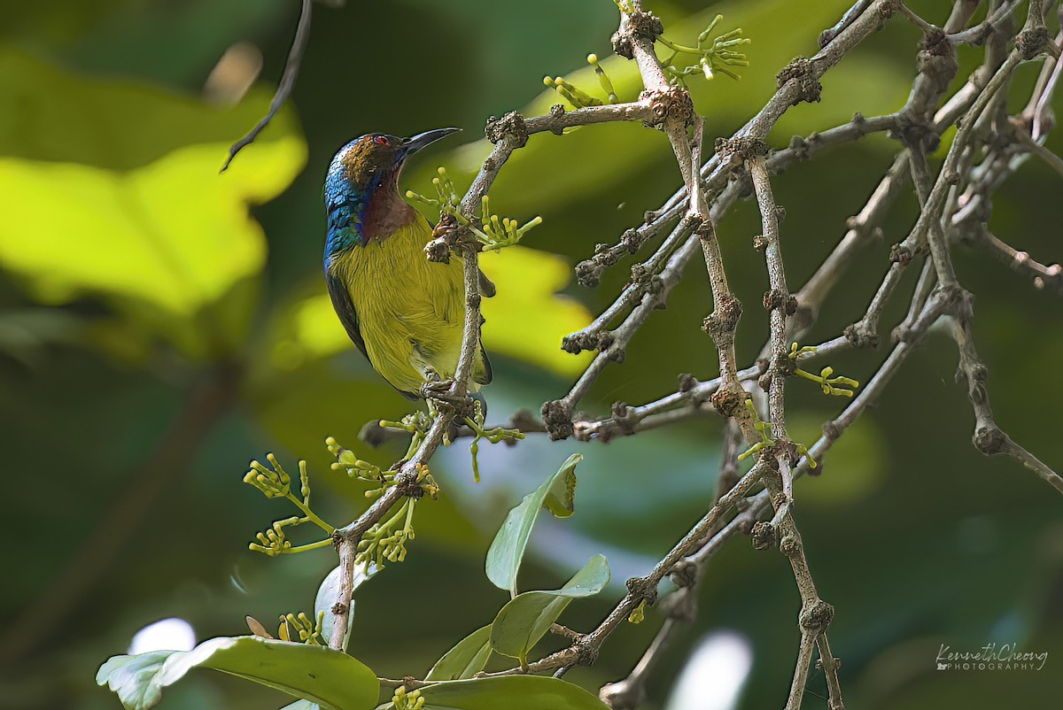 Brown-throated Sunbird - ML642699685