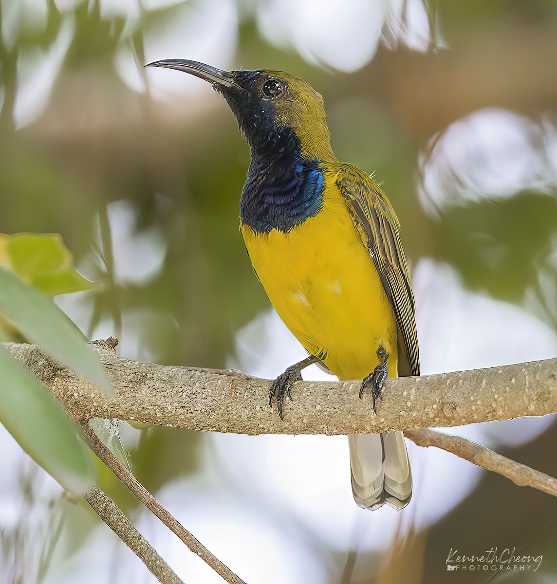 Ornate Sunbird - ML642699687
