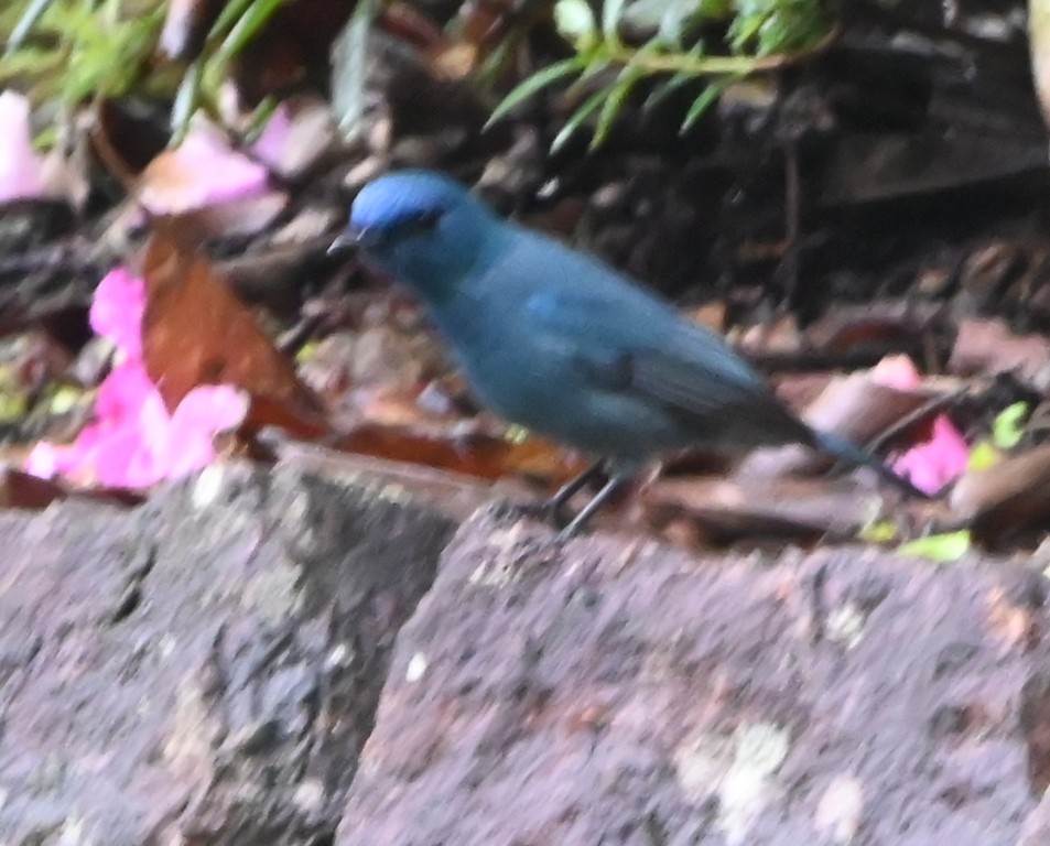 Nilgiri Flycatcher - ML642699689