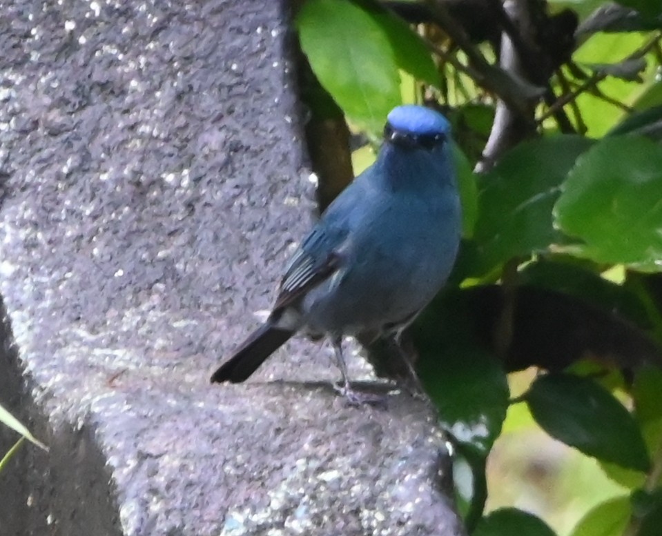 Nilgiri Flycatcher - ML642699690