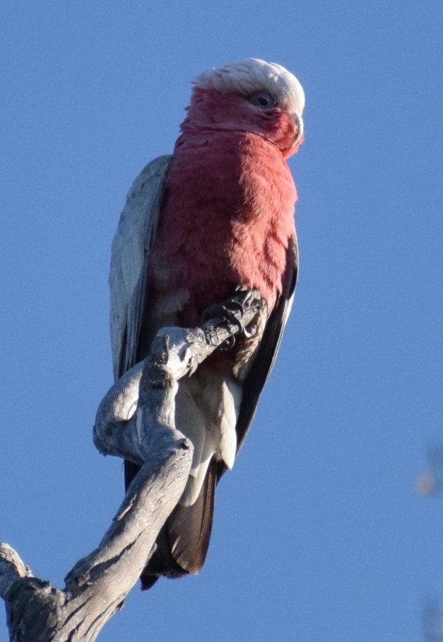 Galah - ML642699693