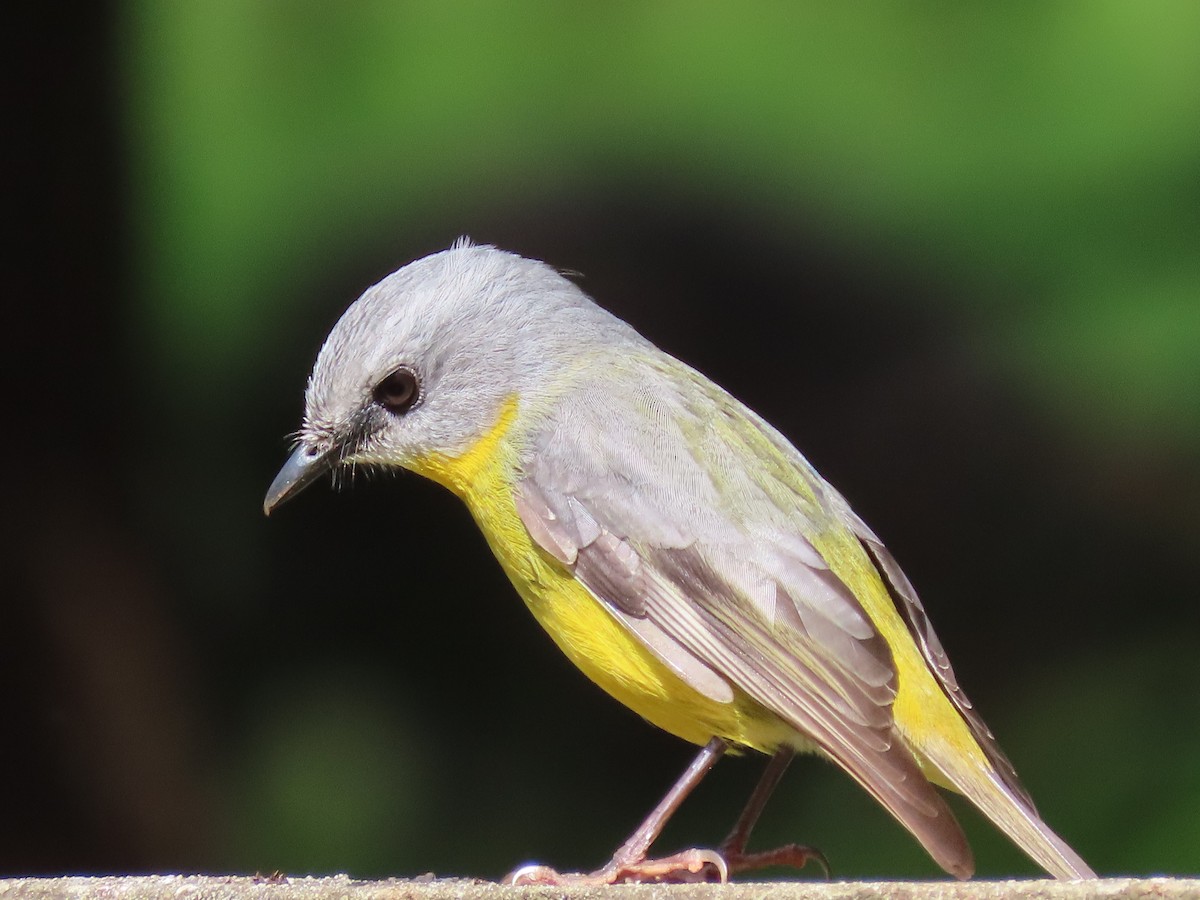 Eastern Yellow Robin - ML642699694