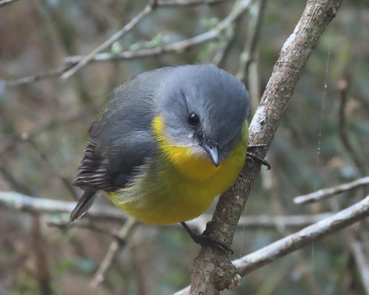 Eastern Yellow Robin - ML642699696