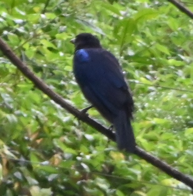 Malabar Whistling-Thrush - ML642699701