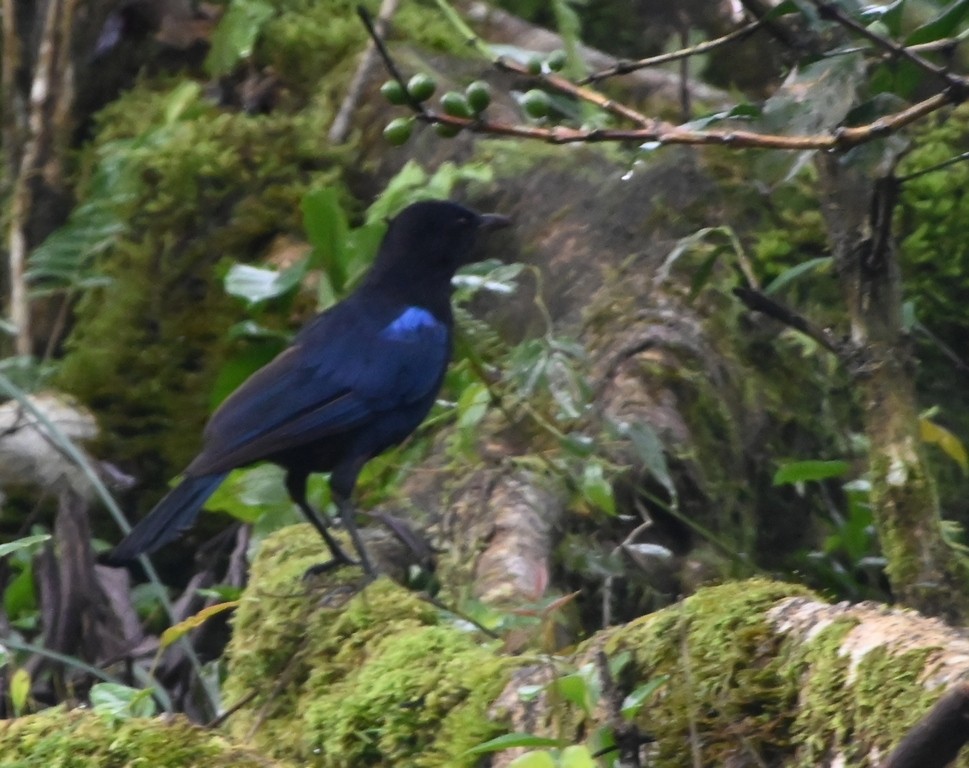 Malabar Whistling-Thrush - ML642699702