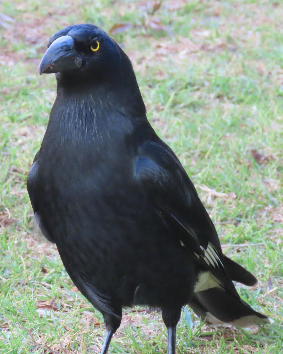 Pied Currawong - ML642699705