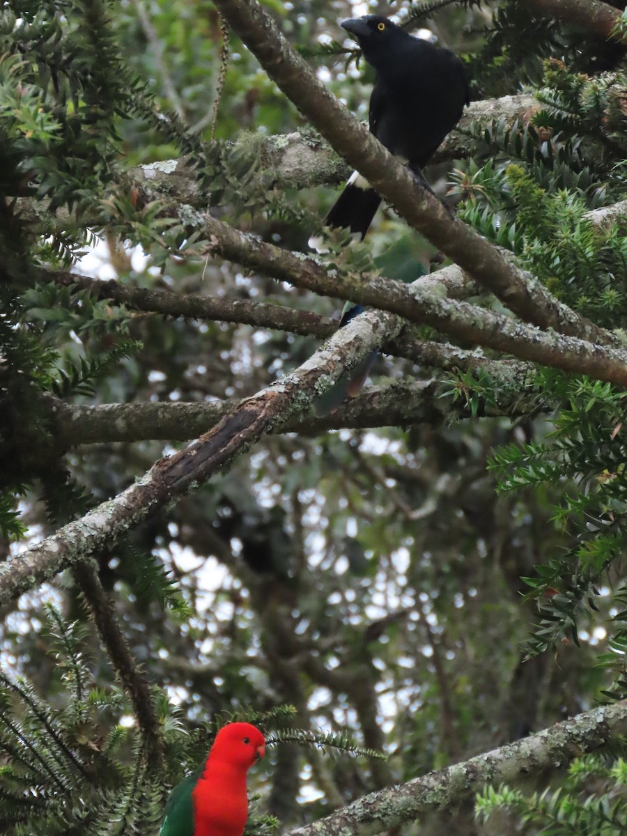 Pied Currawong - ML642699706