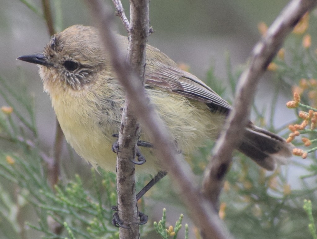Yellow Thornbill - ML642699719