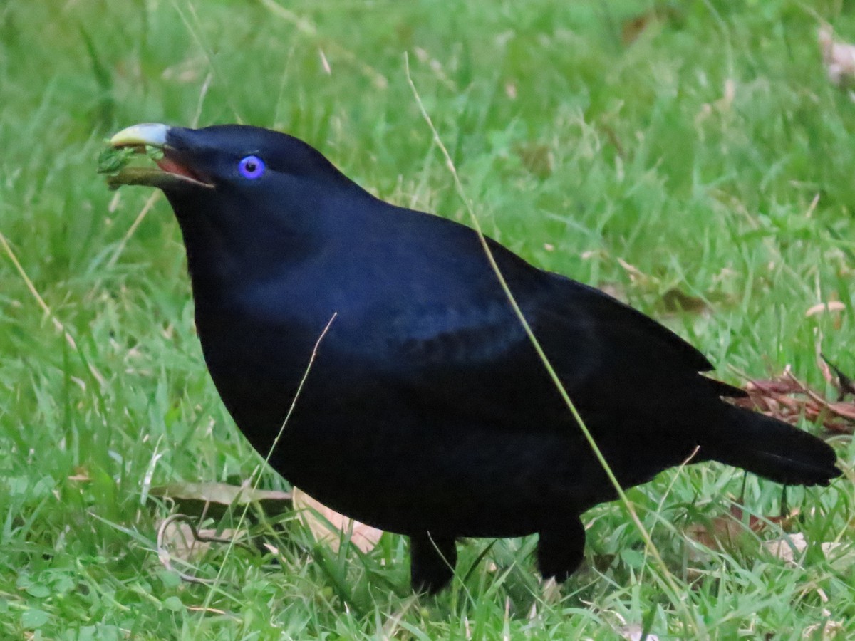 Satin Bowerbird - ML642699722