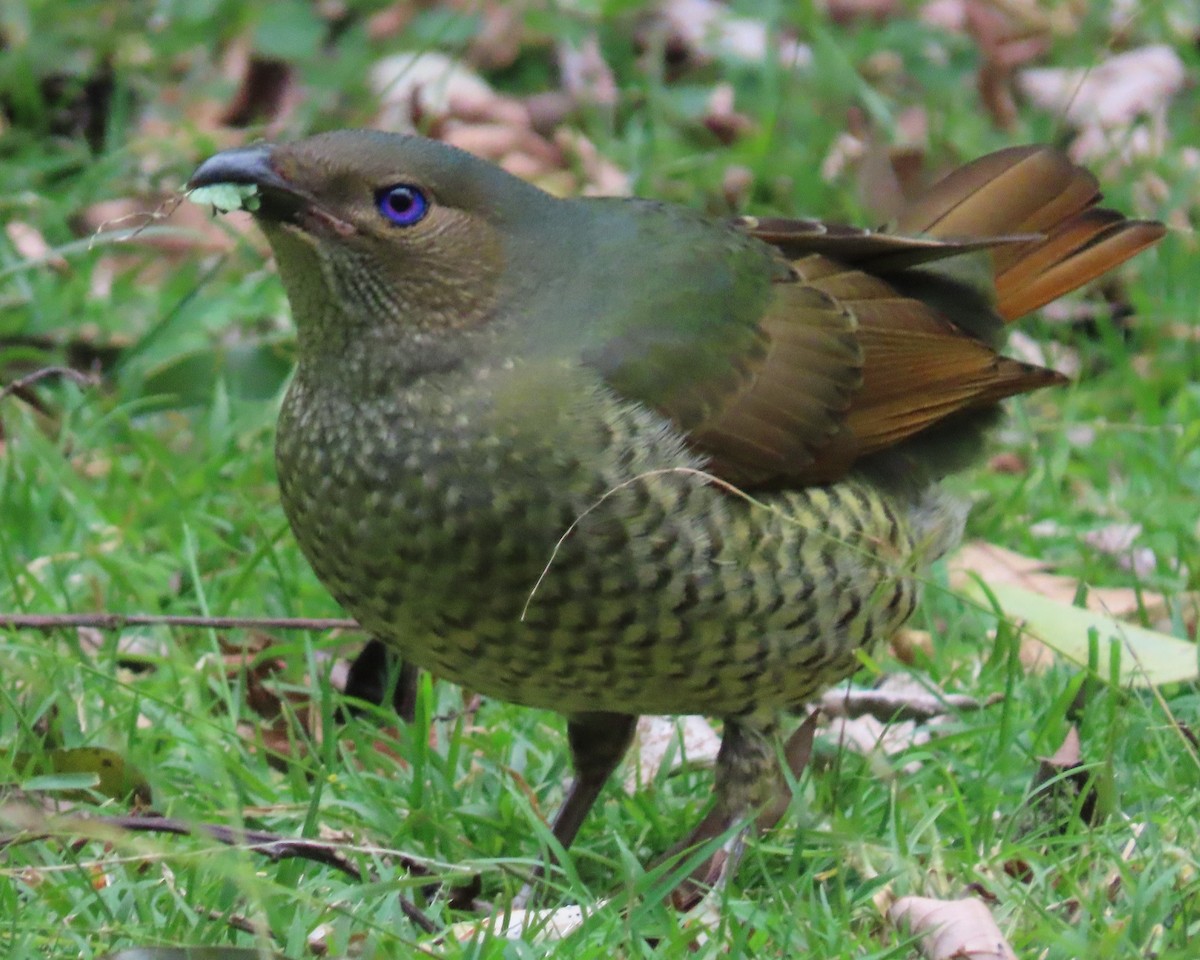 Satin Bowerbird - ML642699724