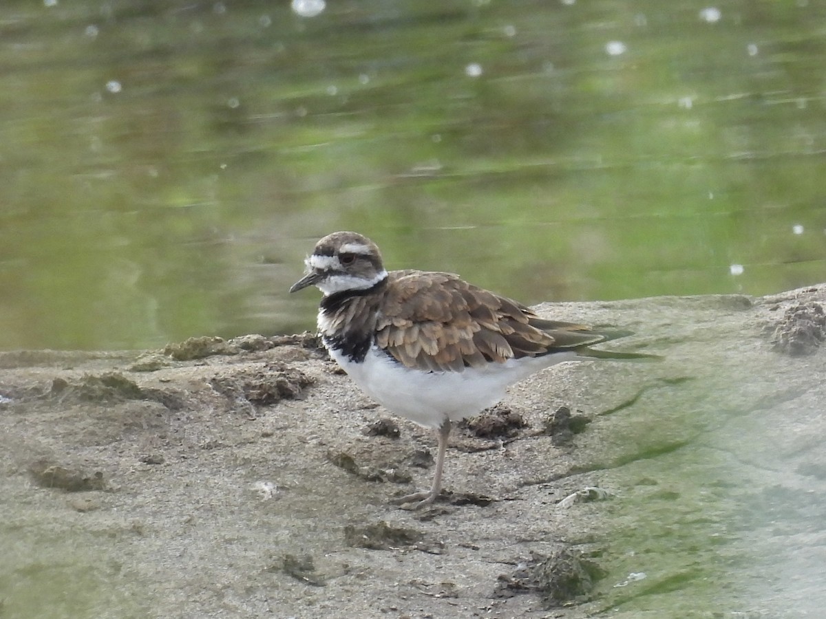 Killdeer - ML642699730