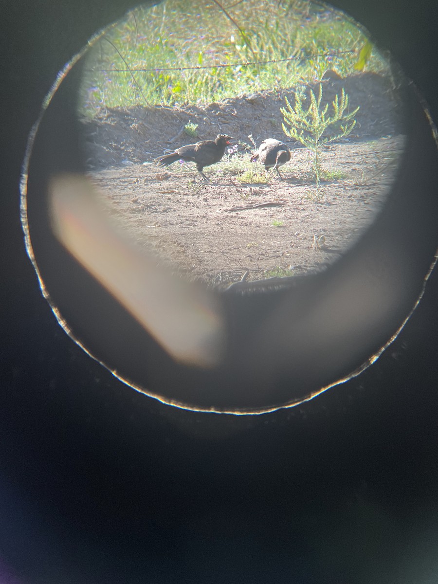 White-winged Chough - ML642699769