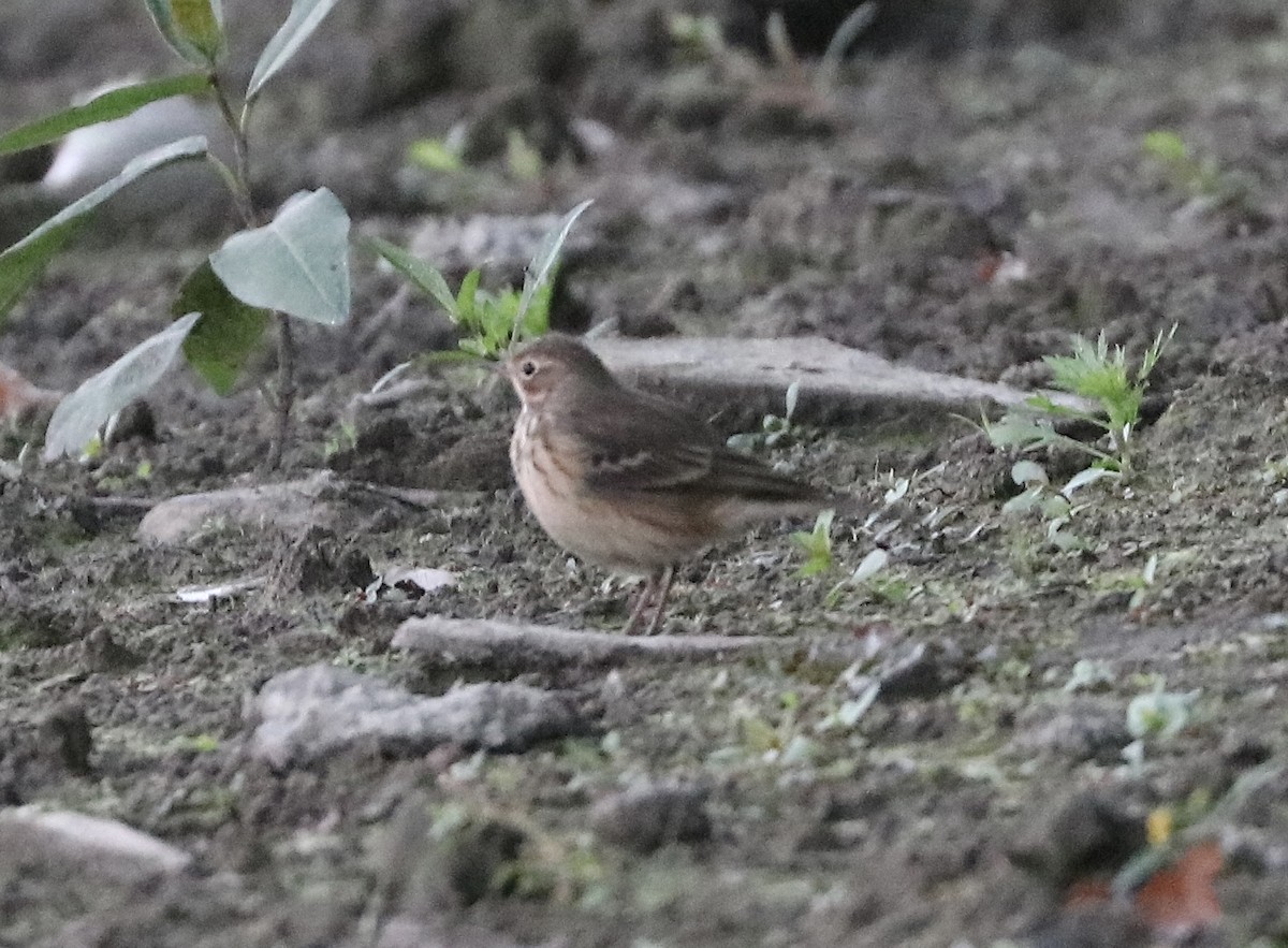 American Pipit - ML642699771