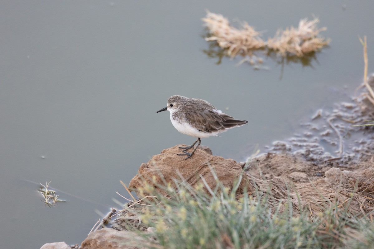 Little Stint - ML642699773