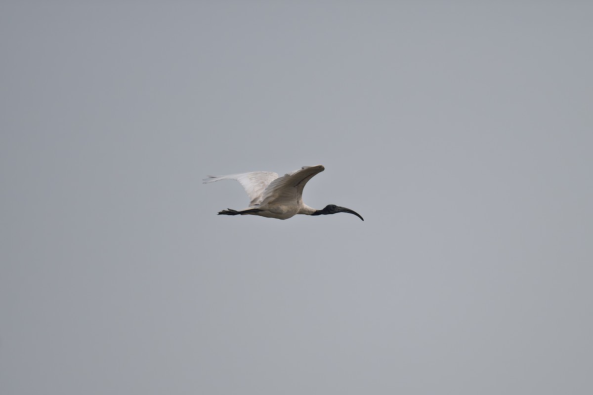 Ibis à tête noire - ML642699799