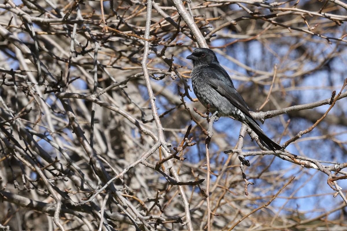 Drongo brillant - ML642699809