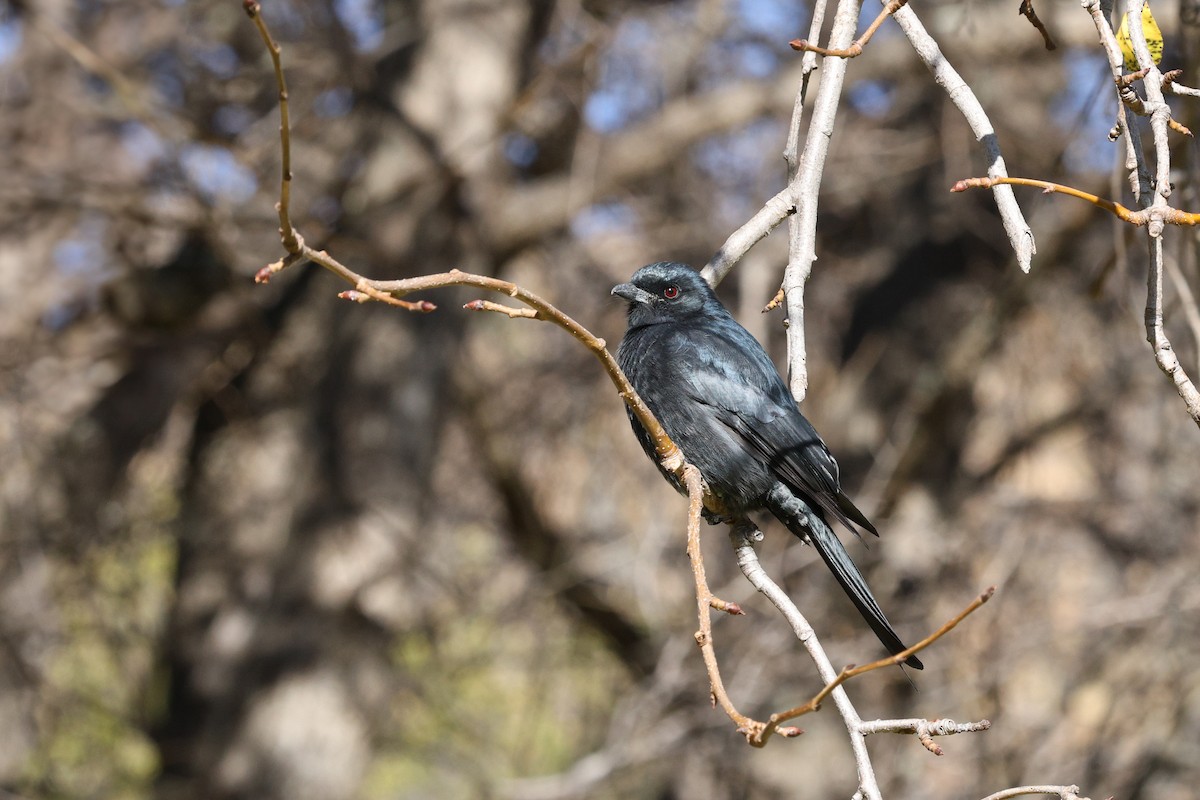 Drongo brillant - ML642699810