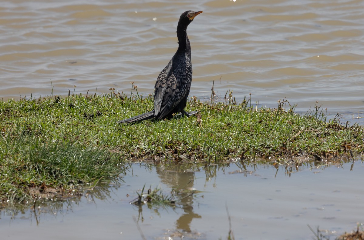 Cormoran africain - ML642699821