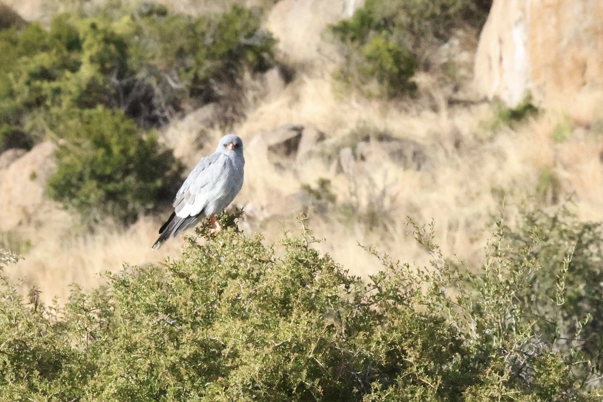 Pale Chanting-Goshawk - ML642699855