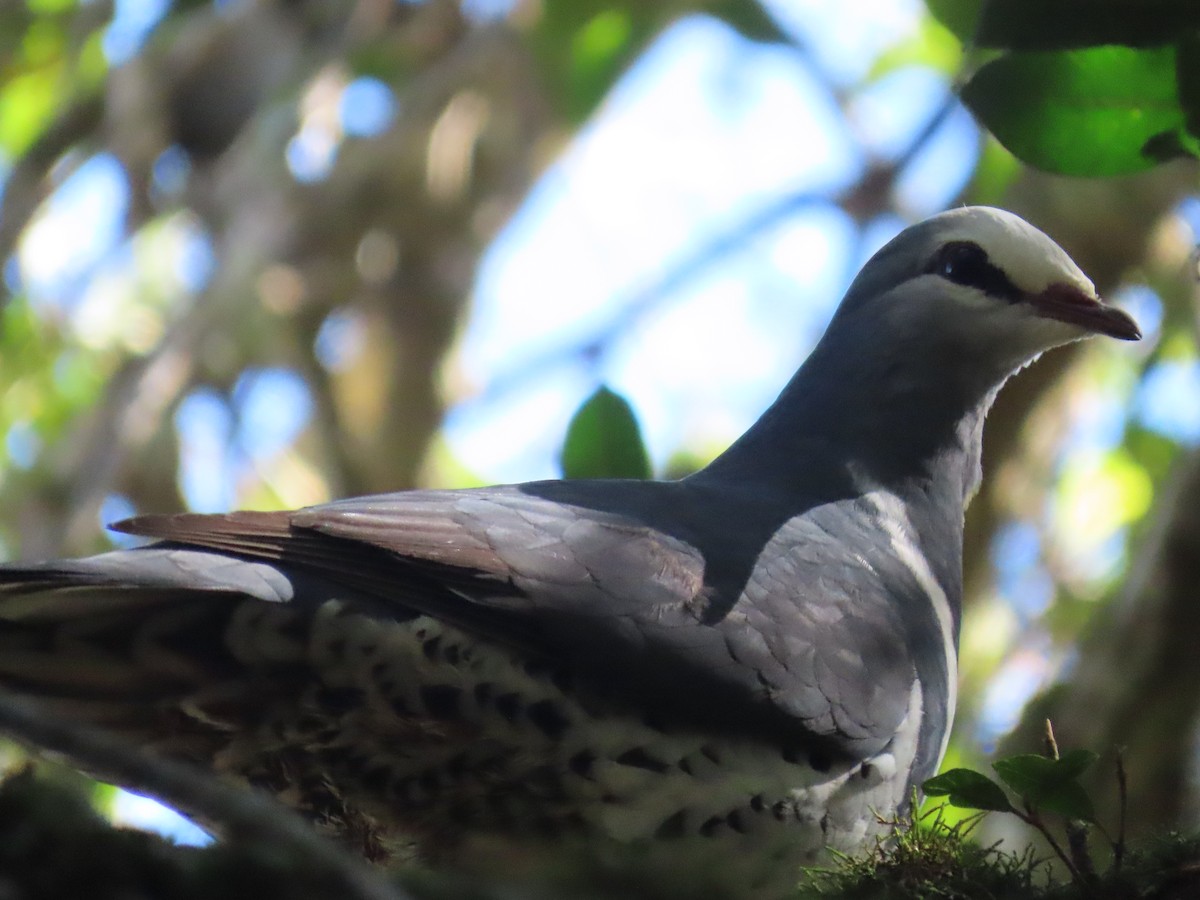 Wonga Pigeon - ML642699860