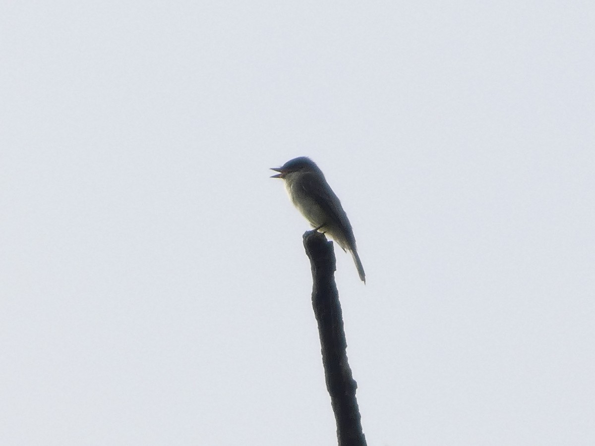 Eastern Phoebe - ML642699863