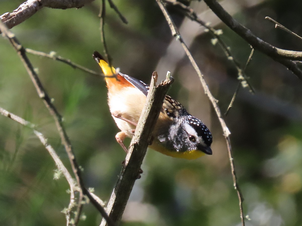 Spotted Pardalote - ML642699864