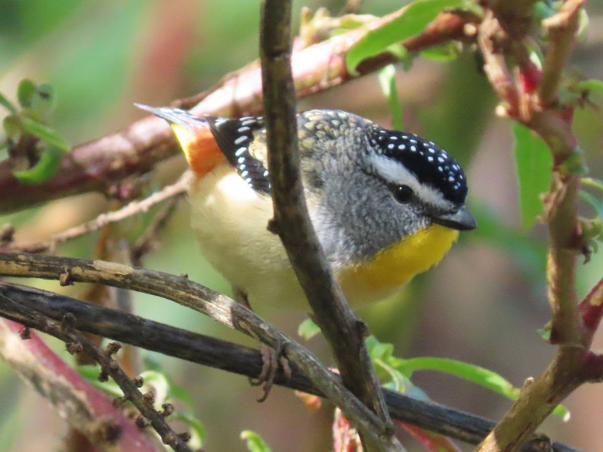 Spotted Pardalote - ML642699865