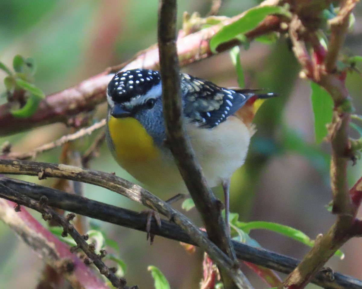 Spotted Pardalote - ML642699866