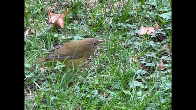Connecticut Warbler - ML642699867